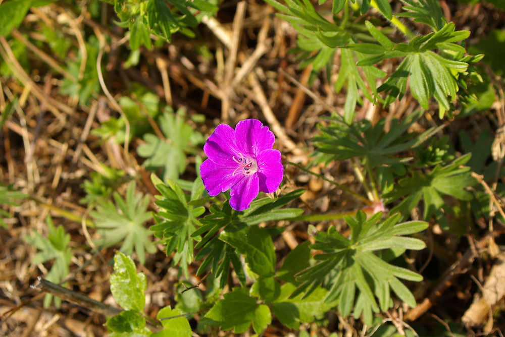 Geranium sanguineum / Geranio sanguigno